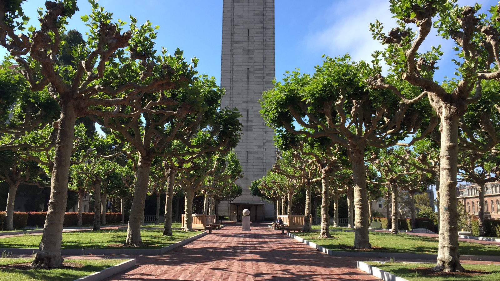A brick walkway lined with pollarded London plane trees leads toward the base of Sather Tower at UC Berkeley, benches and green lawn on either side, campus buildings in the distance under a blue sky.